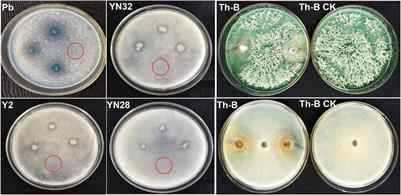 Deciphering the Bacillus amyloliquefaciens B9601-Y2 as a Potential Antagonist of Tobacco Leaf Mildew Pathogen During Flue-Curing